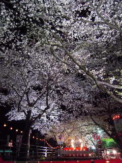 夜桜 001.jpg