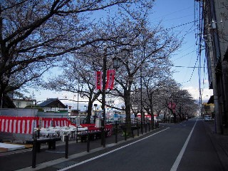 桜 009.jpg